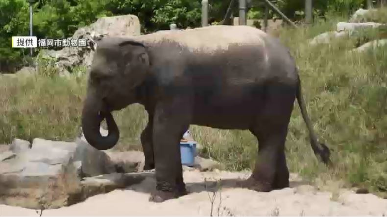 公開前に急死のゾウ　福岡市動物園から搬出　研究施設で検体として調べ　7月にミャンマーから来たばかり