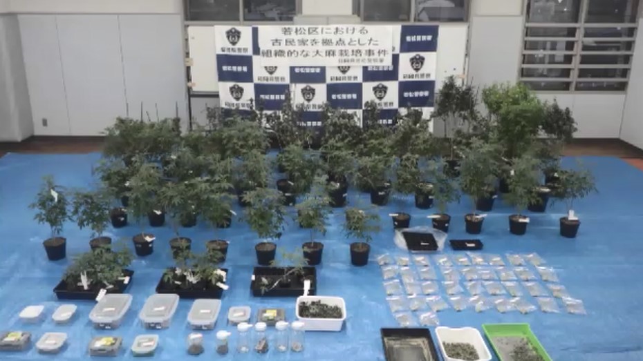 「大麻ハウス」で“栽培や購入”　28～43歳の男女10人を摘発　末端価格2155万円相当を押収　北九州市