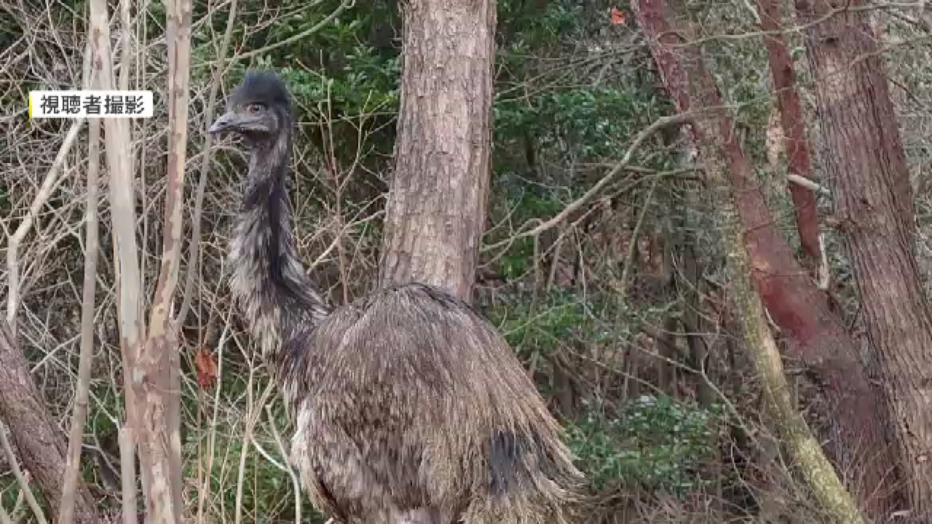 大型の鳥「エミュー」また脱走　福岡市で目撃情報「不用意に近づかず通報を」体高1.8メートル…飼育場から逃げ出す　付近では2月にも脱走騒ぎ