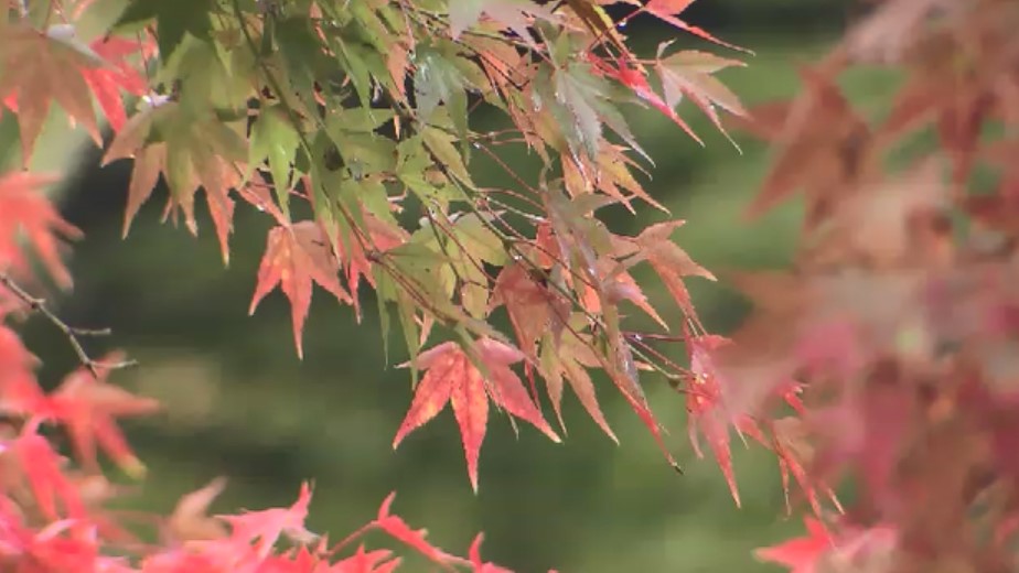 季節外れの暑さで「紅葉」に異変　名所で見ごろに遅れ　例年より1～2週間ほど　福岡県