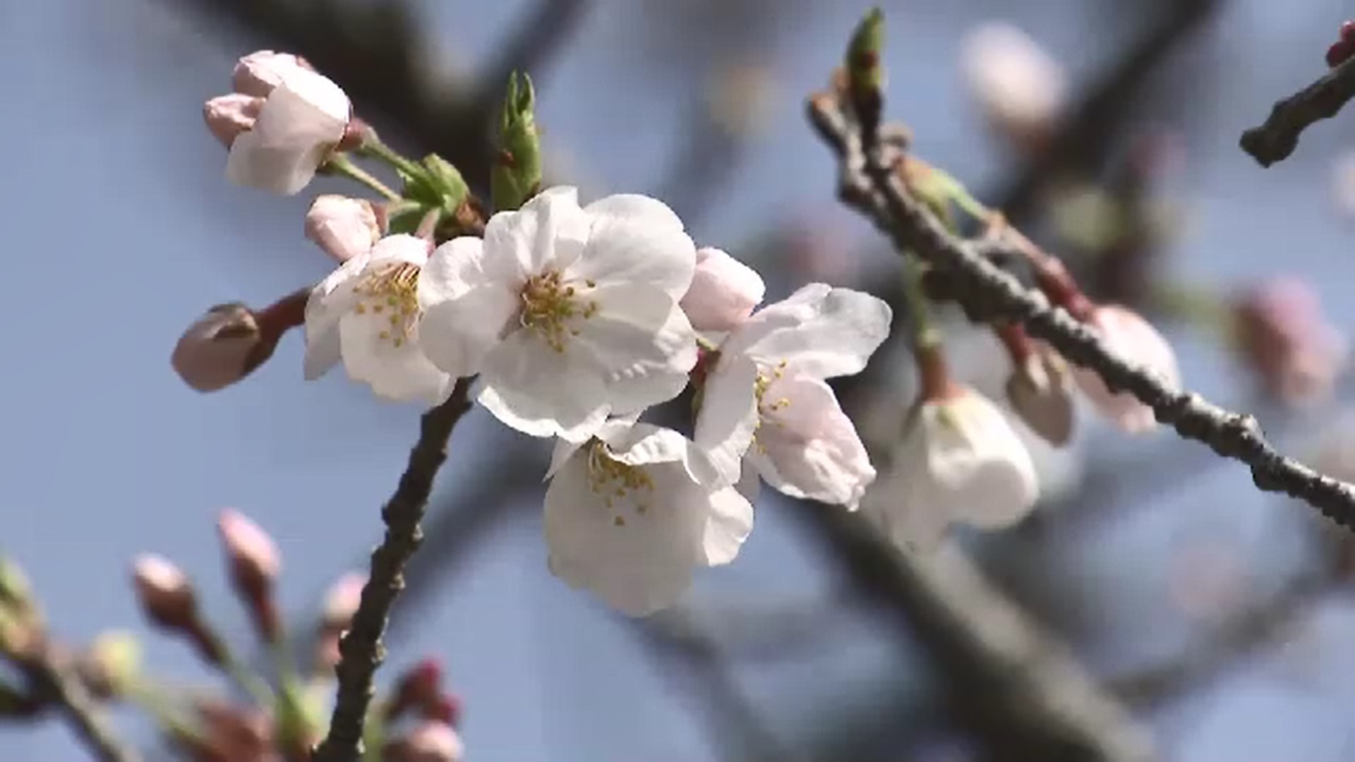 桜の開花 最新予想　福岡は3月26日に　平年より4日遅い　寒の戻りの影響か　満開予想は4月4日　ウェザーニューズ発表