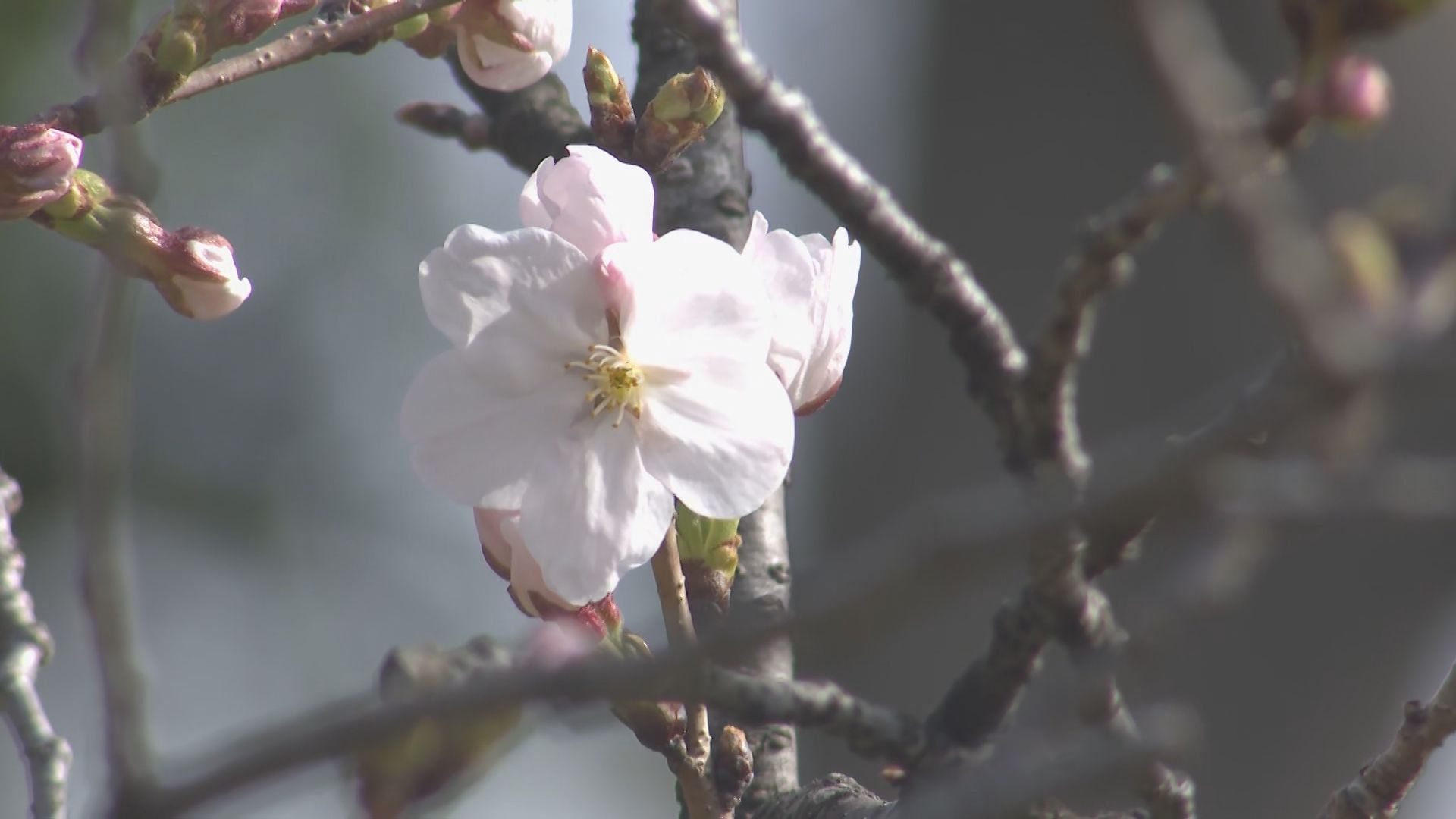 福岡で桜が開花　平年より3日遅く　去年より2日早い　