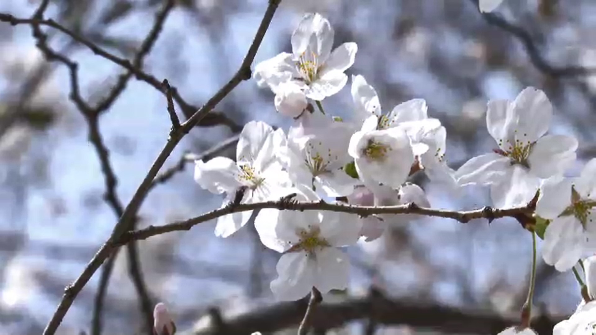 25日　福岡市27.4℃　北九州市26.9℃　3月の観測史上最高　県内各地で夏日　27日まで暑さ続く予想