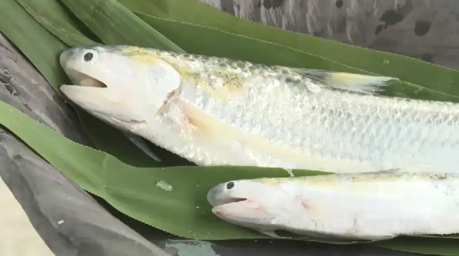 「今年は大きいよ」筑後川の初夏の風物詩「エツ漁」解禁　感謝祭で豊漁と安全祈る　刺身や南蛮漬けでおいしく　福岡