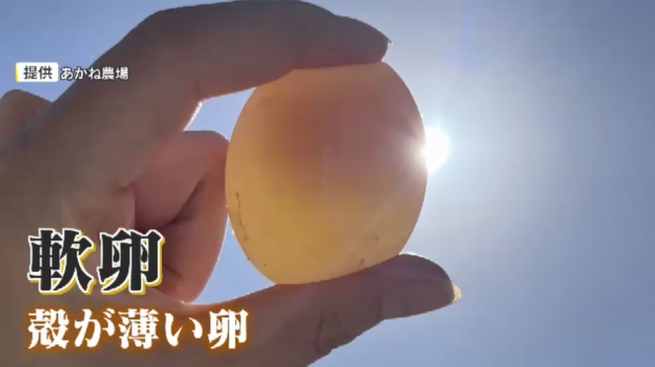 「ブヨブヨの軟卵」に「小さい卵」…“危険な猛暑”でニワトリ早くも夏バテ　価格は高値推移で“エッグショック”再来危惧　福岡