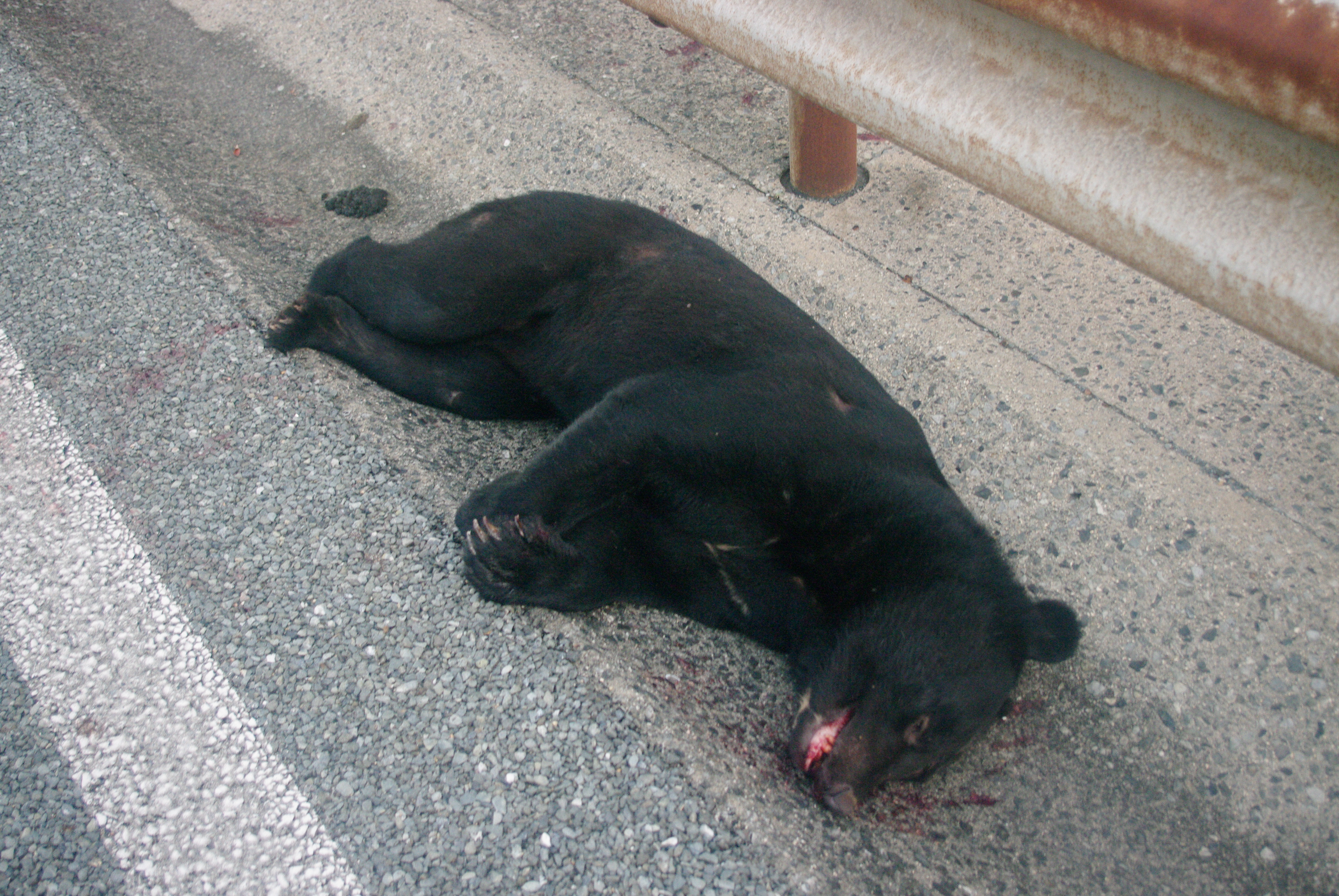 クマと乗用車が衝突　中国道が約11時間通行止めに　車は大破　一夜明け死んだクマを運び出し規制を解除　山口