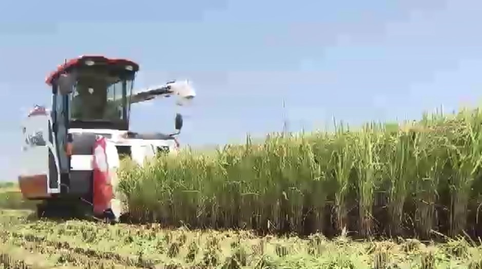 福岡県産の新米まもなく店頭に 「5キロ3500円位で落ち着いてくれると」　早場米の稲刈り始まる　大雨の影響あるも「去年並みにいい出来」