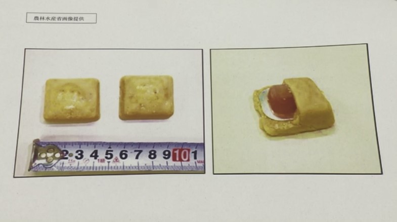 野生イノシシ「豚熱」感染　半径10キロに“ワクチン入り餌”を散布　福岡・久留米市