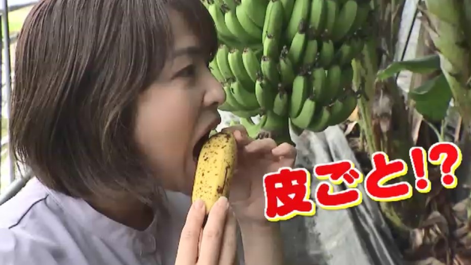 糸島の新名物「皮ごと食べるバナナ」　シャキシャキ食感でもっちりした甘さ　“幻のバナナ”を地元で栽培　福岡