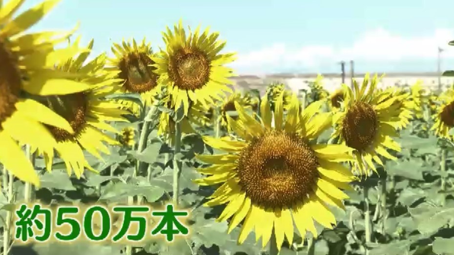 約50万本のヒマワリが見ごろ　「黄色が鮮やかできれい」　夜間はライトアップも　9月23日まで　福岡・柳川市