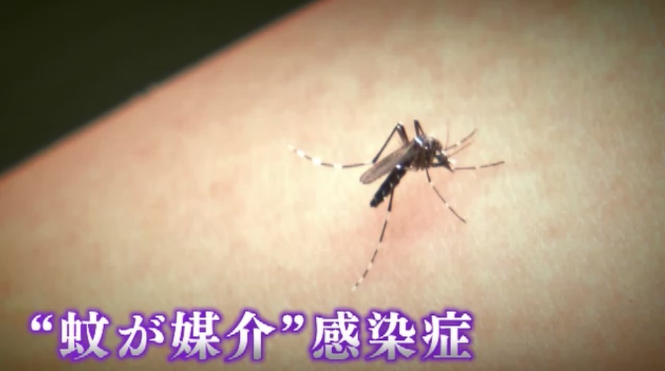 猛暑和らぎ「蚊」に注意　9月中旬～10月下旬に活発化　「デング熱」「チクングニア熱」のリスク高まる　屋内外で対策を