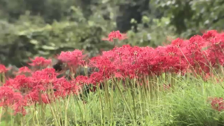 つづら棚田で彼岸花が見ごろ　9月末にかけ50万本が満開に　福岡・うきは市