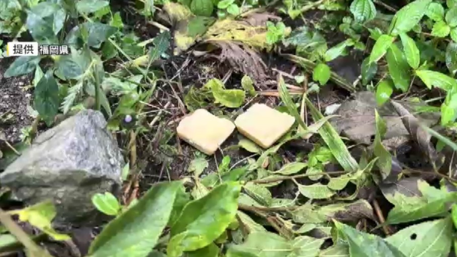 豚熱まん延防止へ糸島市でもワクチン散布　ビスケット状のエサに入れた600個　死んだ野生イノシシが感染　県内でこれまでに10例　福岡