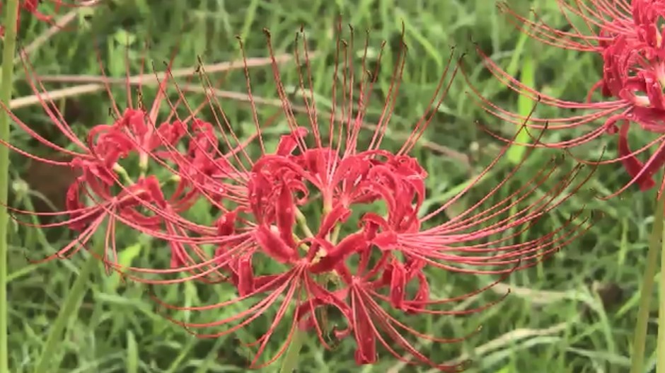 100万本のコスモスが一面に…まもなく見ごろ　秋の移ろいを花で楽しむ　海の中道海浜公園「うみなか＊はなまつり」　福岡