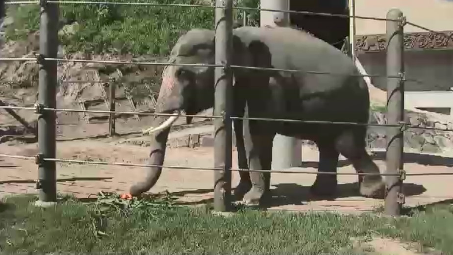 規格外の野菜や果物を動物園にプレゼント　年間約3万トンのフードロス削減　エサのコストダウンにも　福岡