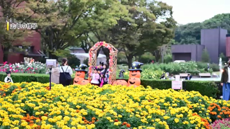 見ごろのコスモス2万本とハロウィーンを同時に楽しむ　限定スイーツにフォトスポット　週末の夜にはライトアップも　福岡・久留米市