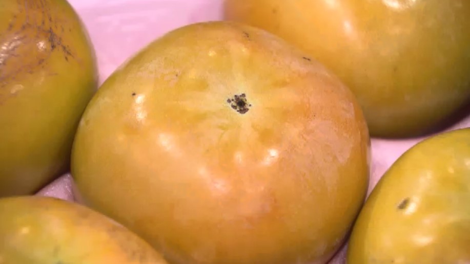旬の特産「太秋柿」　久留米・うきは両市長が卸売市場でアピール　“甘さがトップクラス”　福岡県