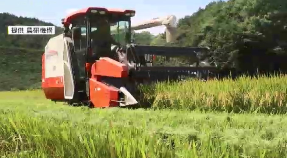 1度の田植えで2度収穫「再生二期作」 まもなく2回目の稲刈り「初めてにしてはいい」と手ごたえ 手間を省いてコメ増産 福岡