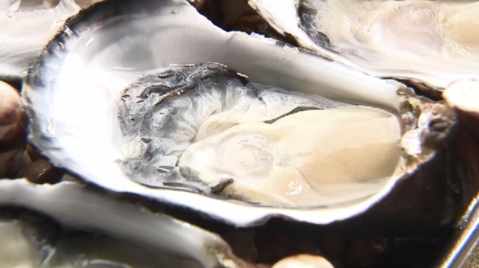 「博多×牡蠣&ブリフェア」 福岡市内10店舗で旬の海鮮グルメを提供 11月1日から12月末まで