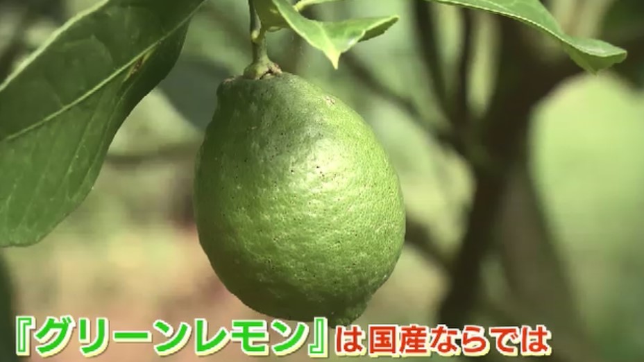 「糸島れもん」を新たな特産品に　2ヵ月だけの“希少”なグリーン　香りが強くフレッシュ　ゴディバともコラボし話題に　福岡