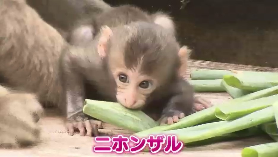 廃棄されるはずだった野菜が動物園に エサ代高騰・食品ロス・廃棄費用負担の悩みを解決 農家・運送会社と連携 福岡