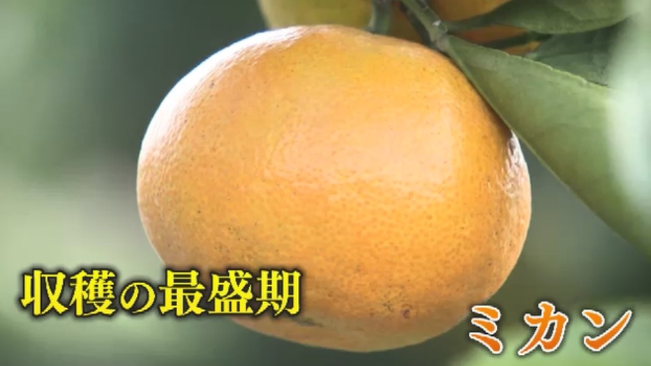 記録的大雨から3ヵ月 ミカン農園には今も大きな爪痕「復旧には1~2年かかる」 それでも“大勢の人に味わってほしい” 福岡・宗像市