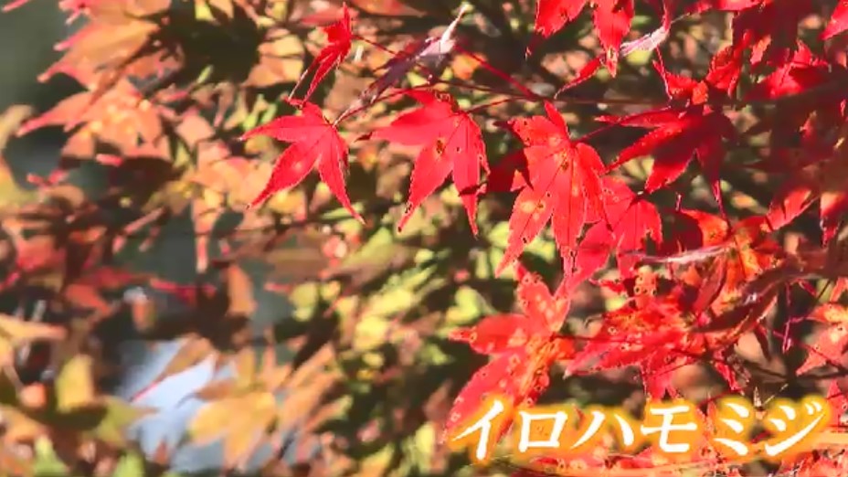 イロハモミジの美しいグラデーション 見ごろの紅葉とバラの共演も 7日は立冬 篠栗町の呑山観音寺 福岡