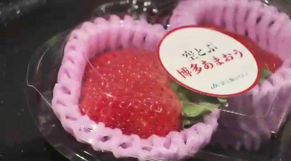 空飛ぶ「あまおう」首都圏へ…新鮮なまま飛行機でスピード輸送 出荷翌日には店頭に 県とJAが取り組み本格化 福岡