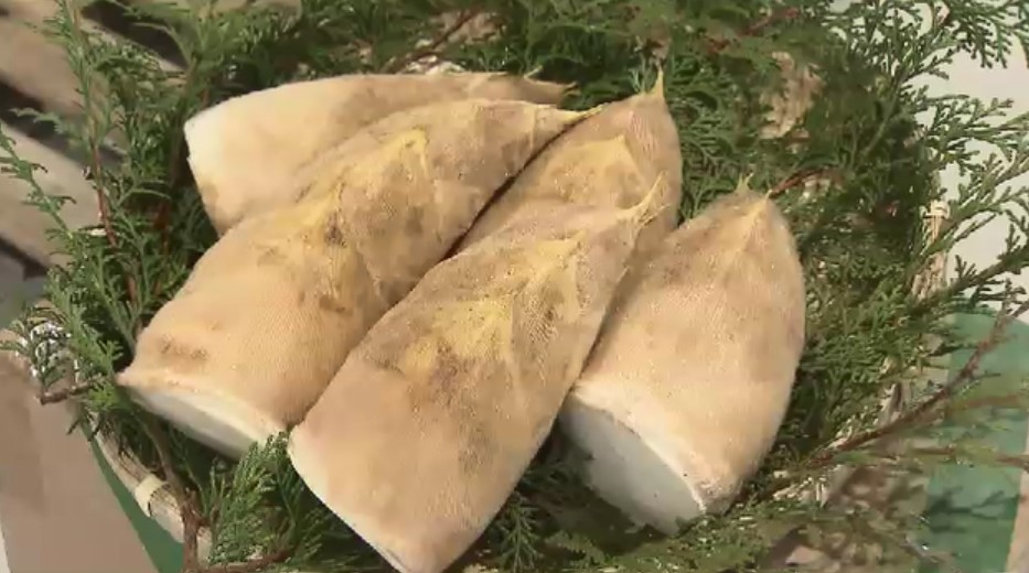 柔らかくで苦味少ない「合馬たけのこ」出荷始まる 豊作の「表年」で初日の持ち込みは去年の12倍 関西の料亭などへ卸される 福岡・北九州市