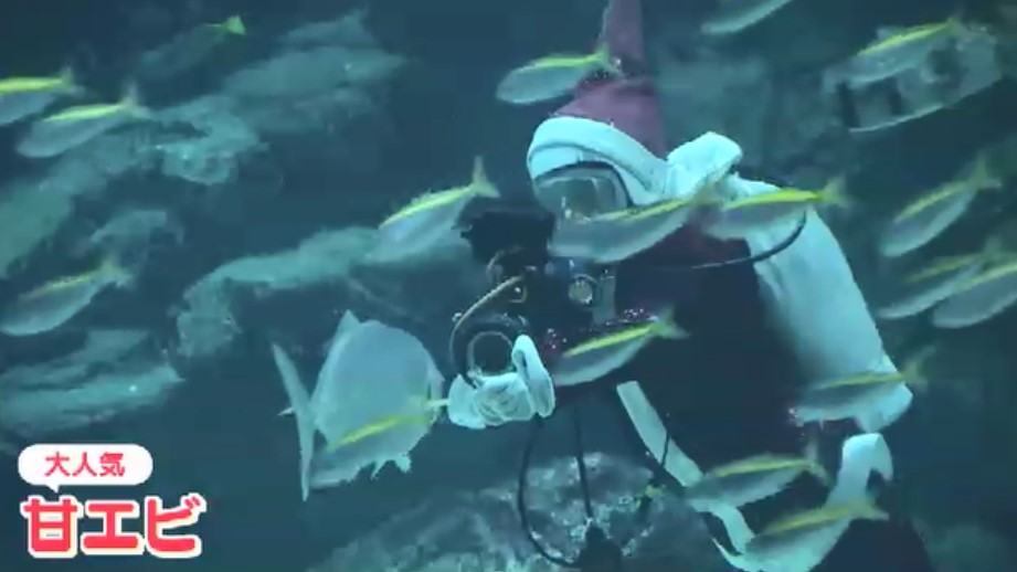 マリンワールド海の中道にサンタダイバー登場　大水槽の魚に「甘エビ」「貝」をプレゼント　福岡市