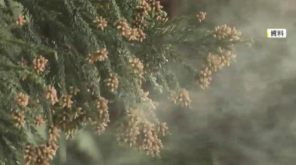 今春の花粉飛散　福岡では2月中旬からか　猛暑の影響で飛散量は平年上回る予想　万全の対策呼びかけ　ウェザーニューズ