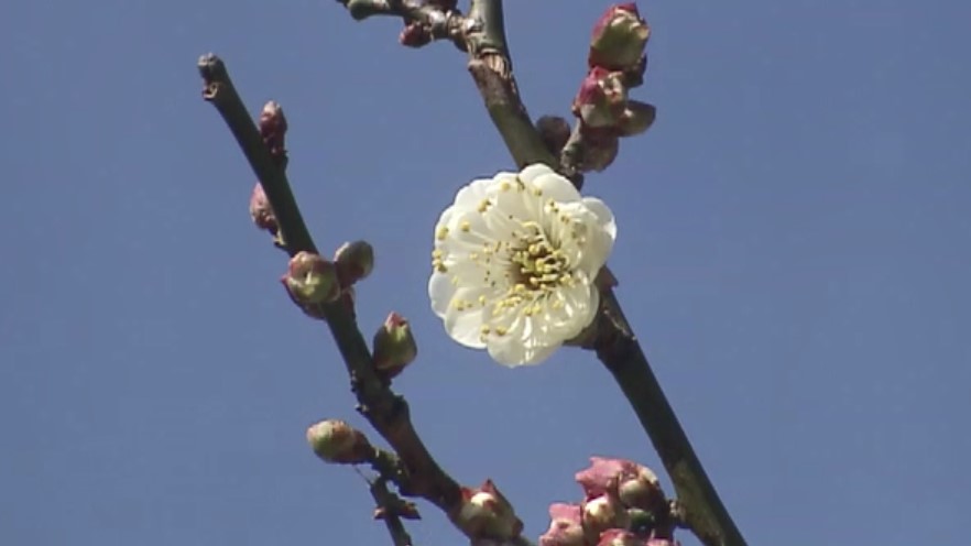 太宰府天満宮で「飛梅」開花　去年より1カ月近く早く“春の訪れ”　受験シーズン迎え「一緒に花開いて」　福岡