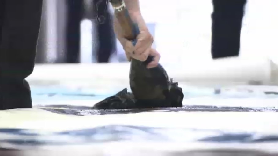 巨大な紙に書き上げた「道標」…高校生が書道パフォーマンス披露 アフガン人道支援の故・中村哲医師をに思いはせる 福岡