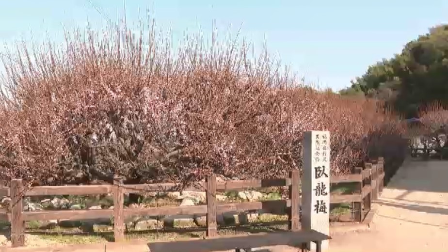 県の天然記念物「臥龍梅」が開花　“臥せた龍”に似た全長24メートルの梅　2月末～3月初めに見頃　福岡・大牟田市