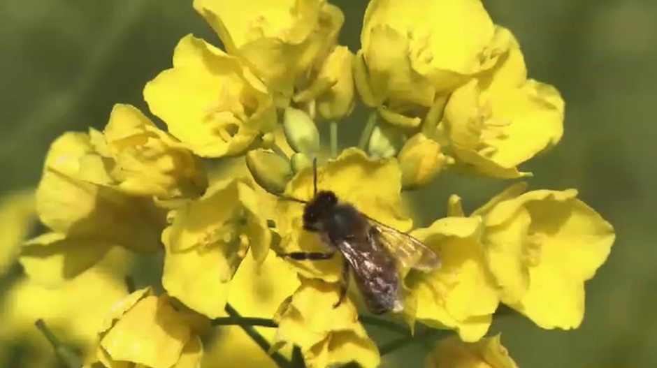 春めく街に新たな“花の名所”が誕生　チューリップやガザニアなど約1100株　市の雑草対策の一環で　福岡・北九州市