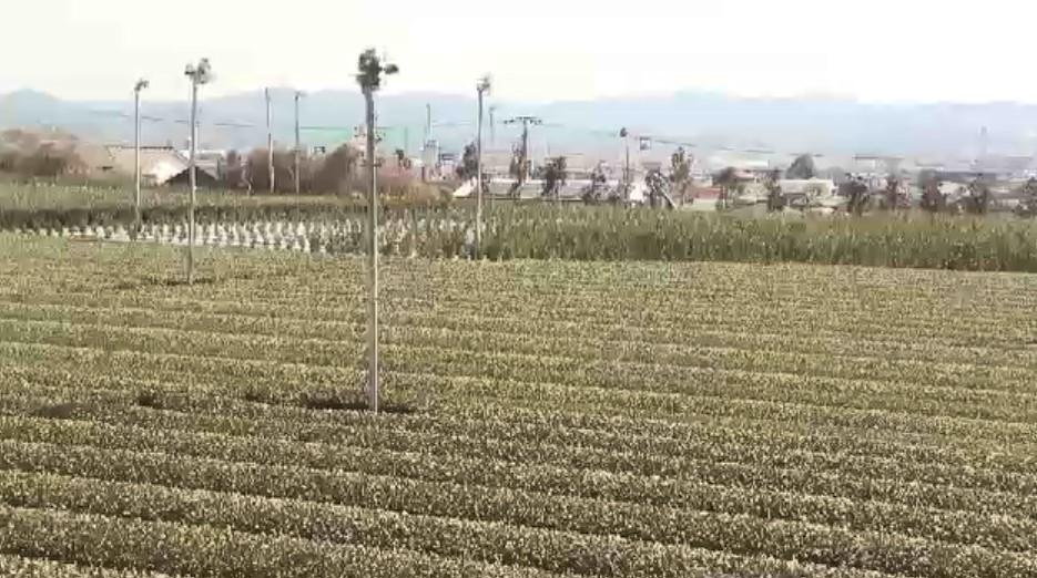 世界的な抹茶ブームにも打撃か　緊迫する中東情勢で輸出に悪影響も　八女茶の老舗「いつ終わるか見通せない」福岡