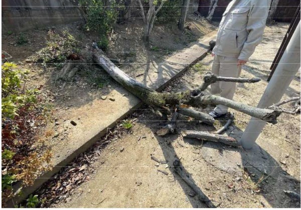 小学校で高さ3メートルの木が倒れる　1年生の男子児童が頭にけが　昼休みに遊んでいてぐらつく　福岡・北九州市