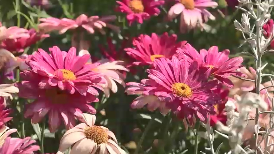 春の花咲き乱れる「フクオカフラワーショー2026」 世界水準のガーデンコンテストも 福岡市植物園で3月22日~26日
