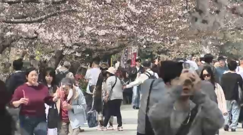 「福岡城さくらまつり」4月8日まで開催延長　去年より1日早い開花もまだ満開発表ならず「見ごろをより長く楽しんで」　福岡市の舞鶴公園