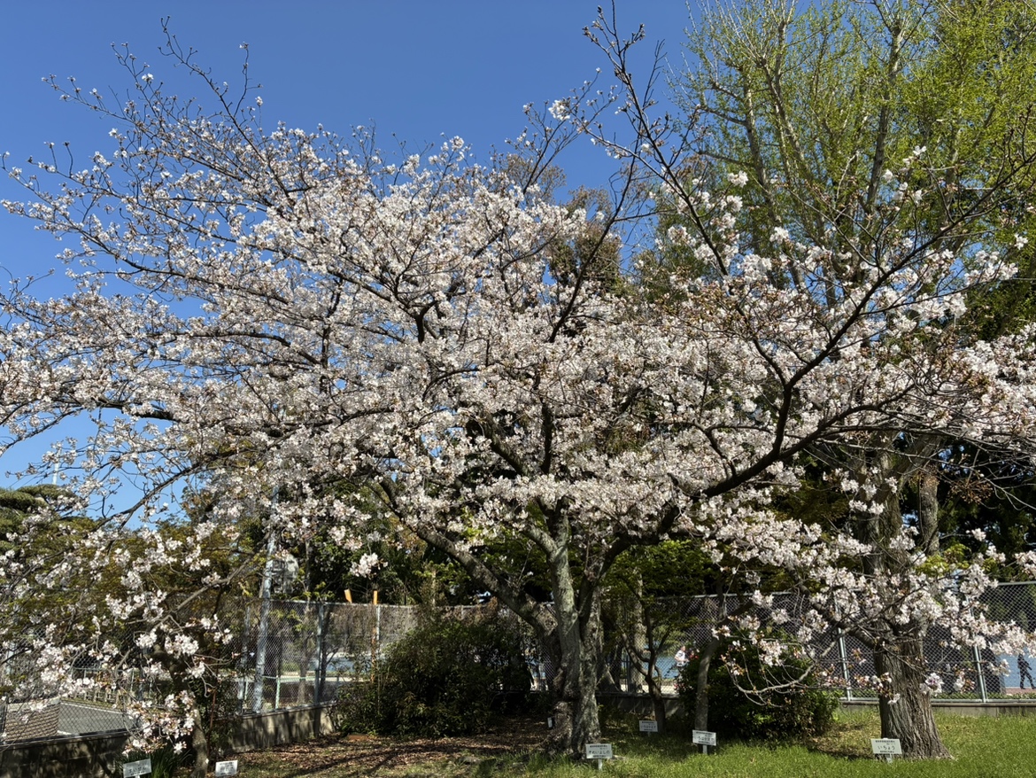 【速報】福岡でサクラが満開に　平年より3日遅く去年より6日遅い　開花は3月24日　気象台が発表