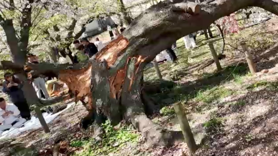 桜の木が根元から突然倒れる 花見で知られる舞鶴公園 高さ15メートルのソメイヨシノ 多くの花見客が一時騒然 樹齢は50~70年か 福岡