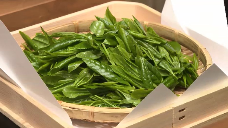 八女市で恒例「新茶祈願祭」　豊作と作業の安全祈る　「去年以上の旨み、香りの良い茶が取れるのでは」　18日に初入札　福岡