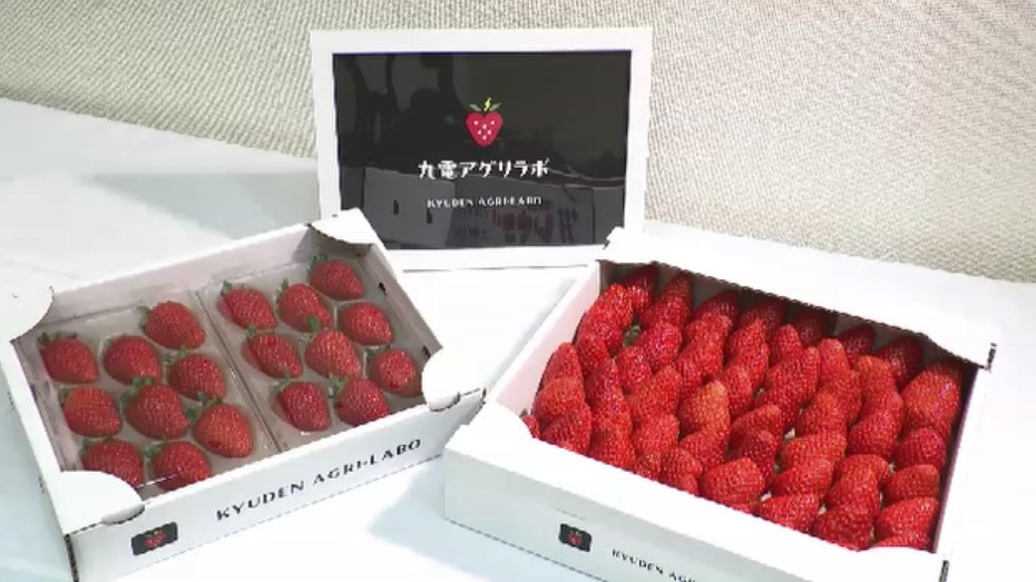 「九電アグリラボ」設立　スマート農業の技術生かしたイチゴの生産・出荷・生産者サポートなど　通常11月出荷→9月可能に　「将来的にはイチゴ以外にも」　福岡