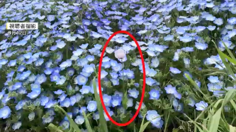 去年に続きまた…100万本のネモフィラに紛れた“違法な植物”　麻薬成分を含むケシ見つかる　福岡・海の中道海浜公園