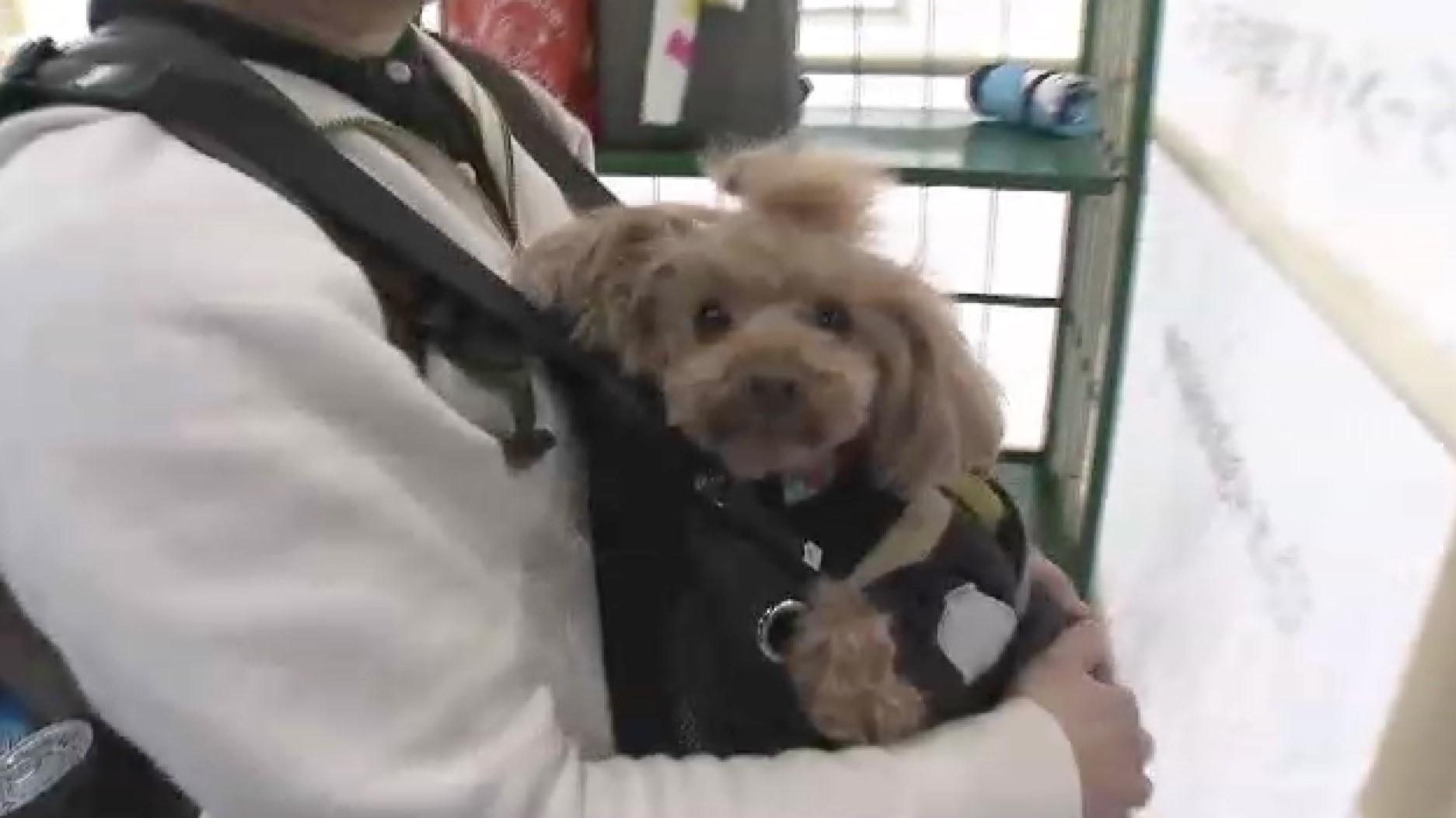 熊本地震10年 ペットを災害から守る取り組み 人と一緒に入れる「ペットシェルター」で日常と防災を両立へ 「車中泊」支援も課題 福岡