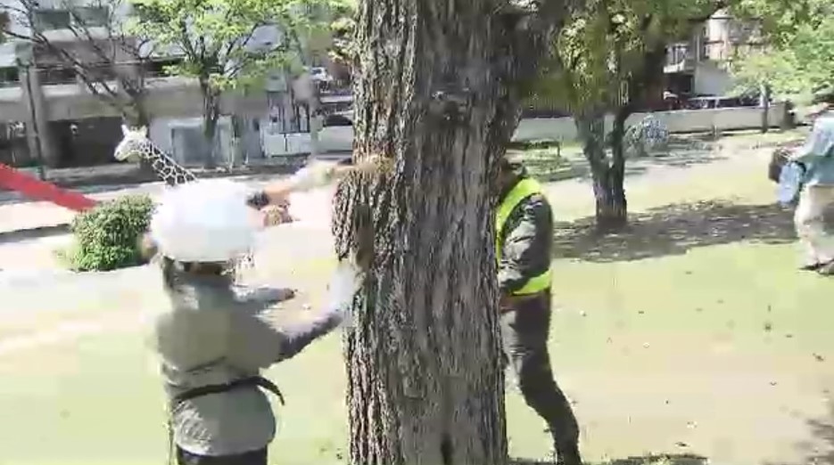 樹木医が5000本以上をチェック　北九州市が大規模公園で緊急点検　全国で相次ぐ倒木受けて　大型連休での利用見すえ　福岡