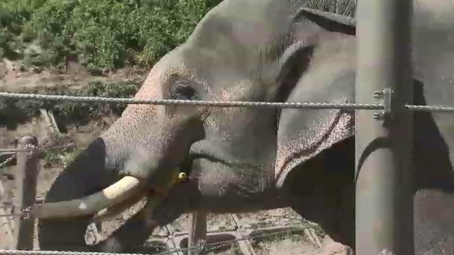 障害ある子供たちを“夜の動物園”に無料招待　対象を17歳以下までに拡大　イヤーマフ貸し出しや車いすマップ配布など配慮　福岡市