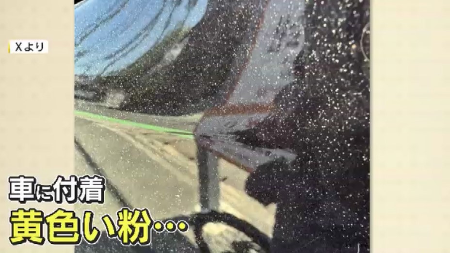 SNS投稿相次ぐ“車に付着する黄色い粉”　正体は「マツ花粉」　過去5年で最も多く飛散　5月下旬にかけて落ち着く見込み　福岡