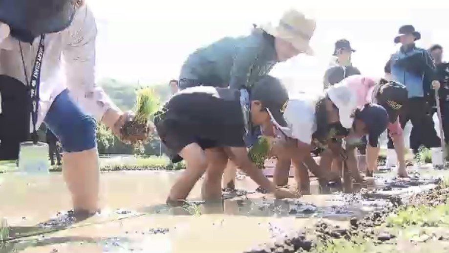 全校児童19人が泥んこに 小学生が恒例の田植え体験 ブランド米「夢つくし」を丁寧に 秋には稲刈りして収穫も 福岡・北九州市