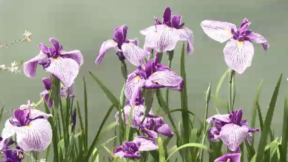 久留米市で「初夏の花まつり」始まる　ハナショウブやスイレンが見頃　入園無料で6月28日まで　石橋文化センター　福岡